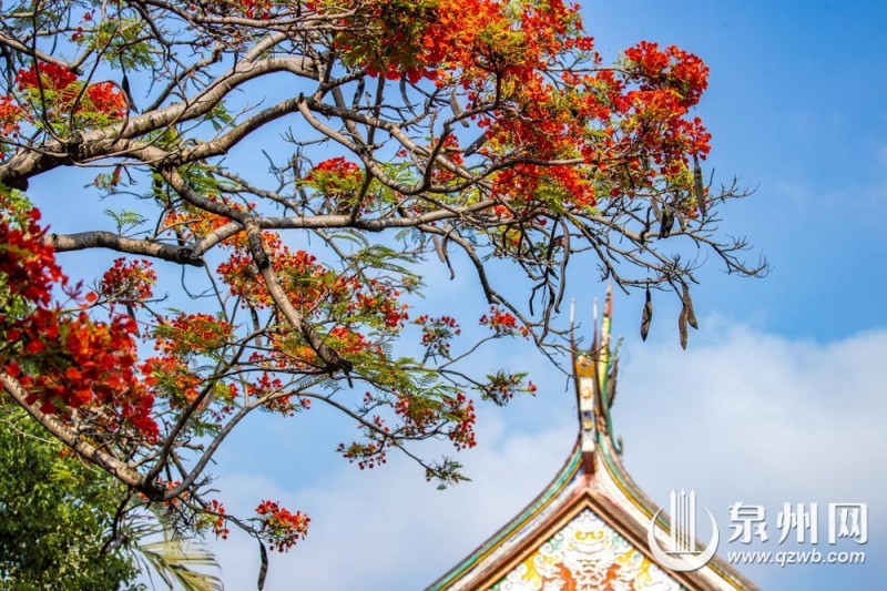 近日，泉州开元寺东西塔附近的凤凰树迎来盛花期，满树橙红繁花密密缀满枝头，与古朴的石塔相映成趣，描绘出独属于古城的浪漫景致。（融媒体记者 陈起拓 陈淑华 摄）