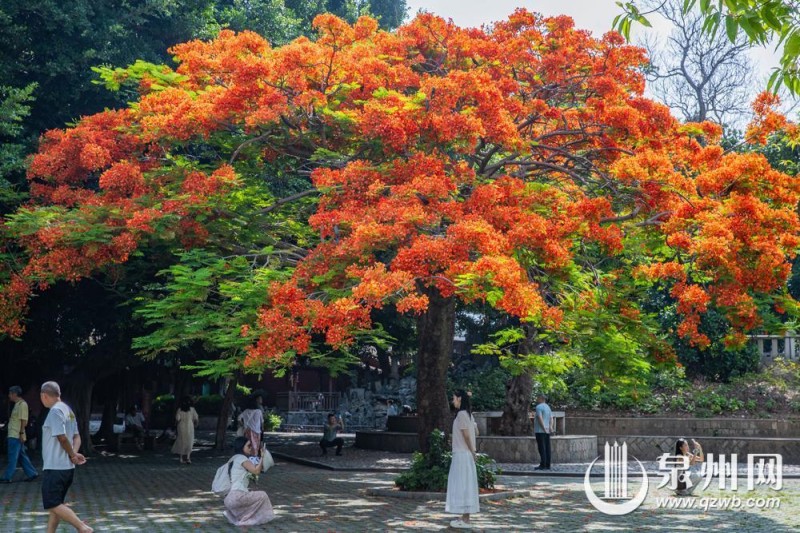 绚烂花景吸引市民、游客驻足观赏、拍照，在古韵与繁花相融的美景里尽享惬意时光。（融媒体记者 陈起拓 陈淑华 摄）