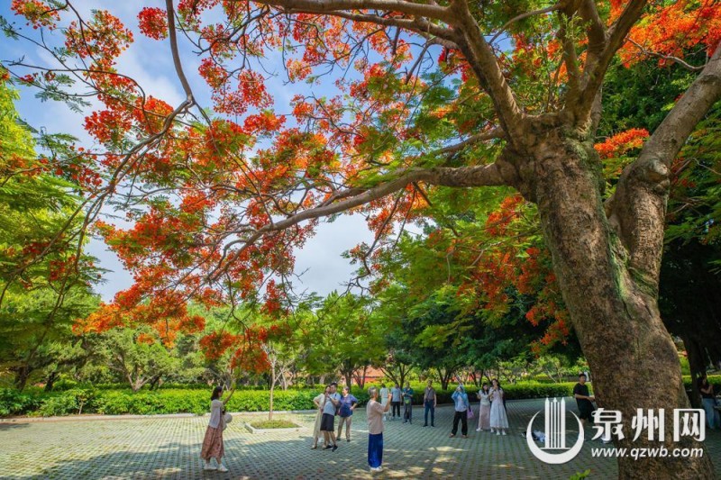 绚烂花景吸引市民、游客驻足观赏、拍照，在古韵与繁花相融的美景里尽享惬意时光。（融媒体记者 陈起拓 陈淑华 摄）