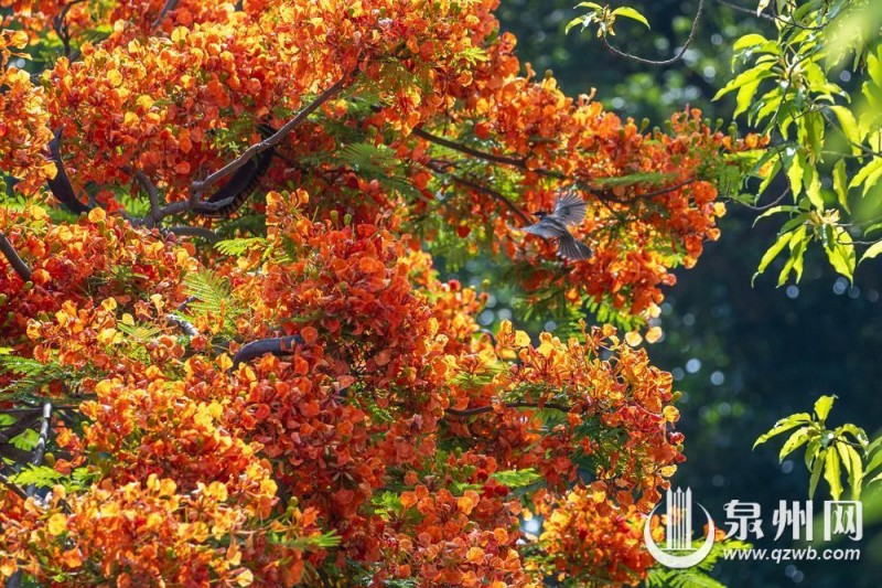 东西塔附近的凤凰树迎来盛花期，满树橙红繁花密密缀满枝头。（融媒体记者 陈起拓 陈淑华 摄）