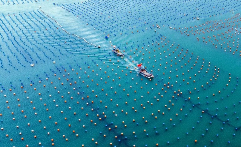 近年来，连江县立足全国海洋大县资源禀赋，持续推进水产种苗繁育创新工程，壮大“连江芯”矩阵，为福州书写海洋经济发展的蓝色篇章贡献连江力量。