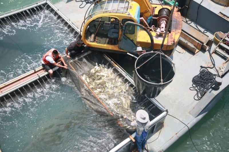 5月27日，“航宁2号”深远海智能养殖平台竣工投产并投苗，首批10万尾黄瓜鱼苗被精准投入6万立方米水体的深海网箱。