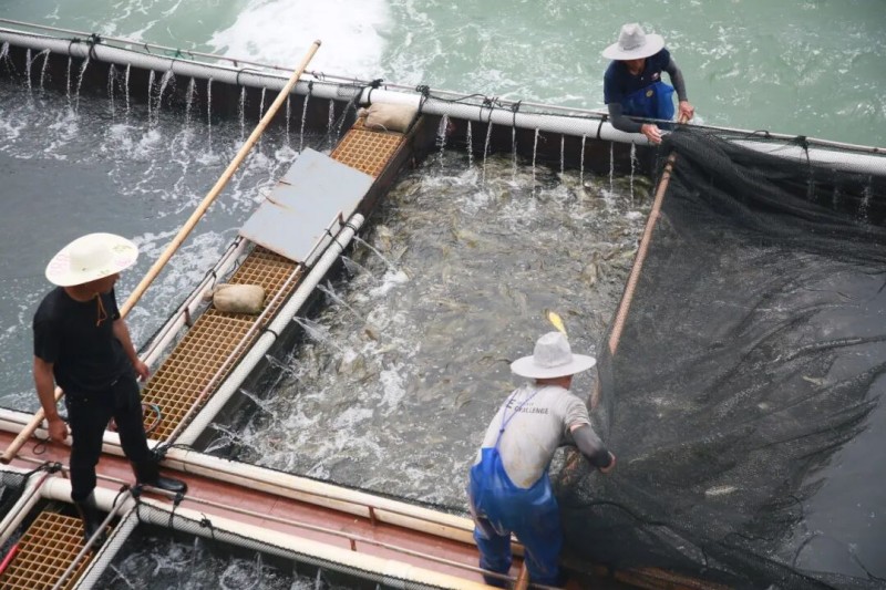 5月27日，“航宁2号”深远海智能养殖平台竣工投产并投苗，首批10万尾黄瓜鱼苗被精准投入6万立方米水体的深海网箱。