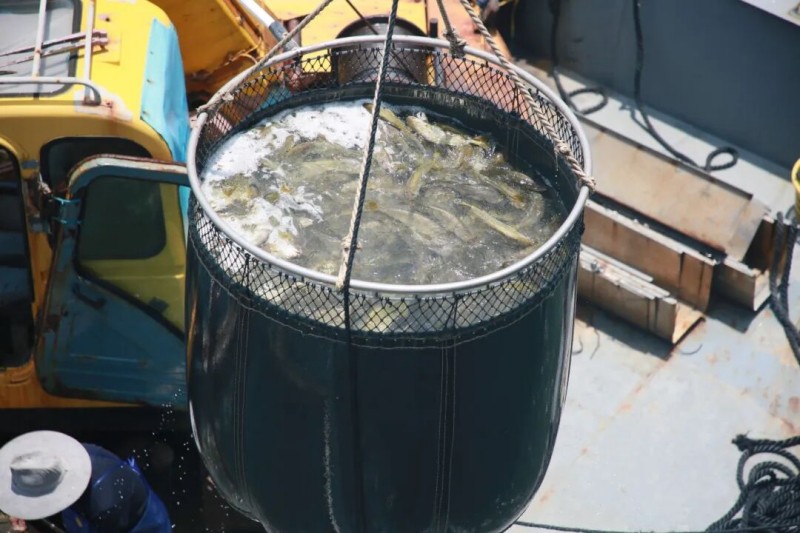 5月27日，“航宁2号”深远海智能养殖平台竣工投产并投苗，首批10万尾黄瓜鱼苗被精准投入6万立方米水体的深海网箱。