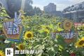 向日葵“空中花海” 祝高三考生“一举夺魁”！福州格致中学楼顶600余株向日葵盛放