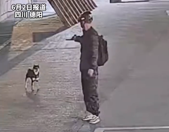 柴犬等主人下班时被男子射晕带走 嫌疑人已被抓获
