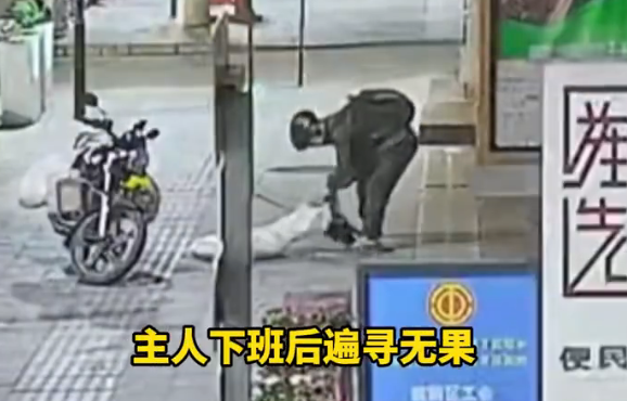 柴犬等主人下班时被男子射晕带走 嫌疑人已被抓获