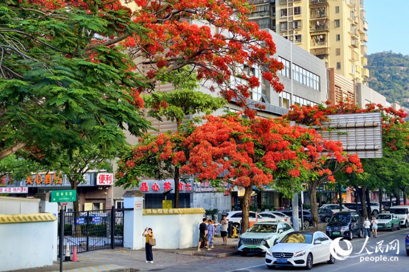 在思明区西林东路,盛开的凤凰花为街道带来浓浓夏意。人民网记者 陈博 摄