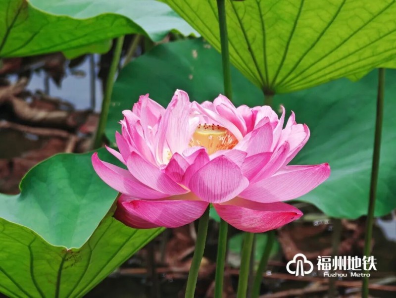 初夏时节，福州茶亭、金山等公园荷塘全面盛开，碧水繁花相映，构成城市夏日美景。