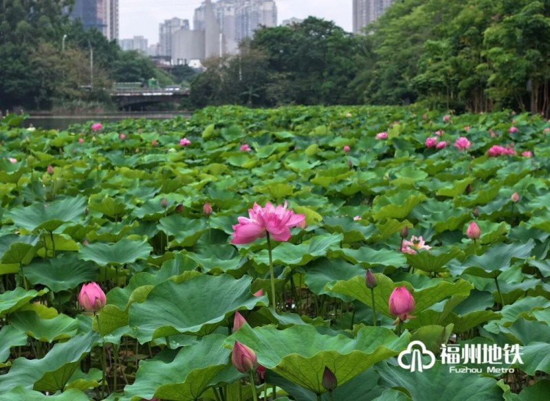 初夏时节，福州茶亭、金山等公园荷塘全面盛开，碧水繁花相映，构成城市夏日美景。