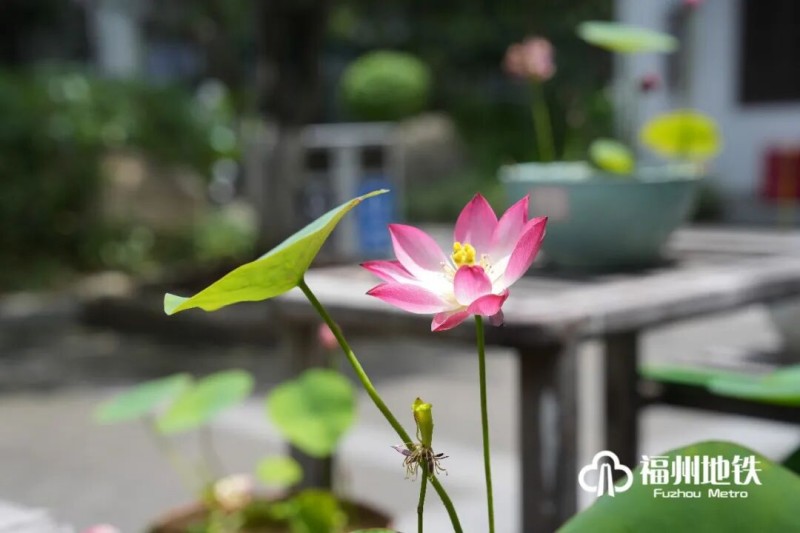 初夏时节，福州茶亭、金山等公园荷塘全面盛开，碧水繁花相映，构成城市夏日美景。