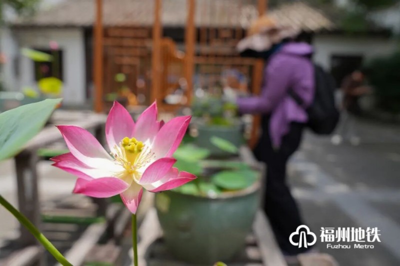 初夏时节，福州茶亭、金山等公园荷塘全面盛开，碧水繁花相映，构成城市夏日美景。