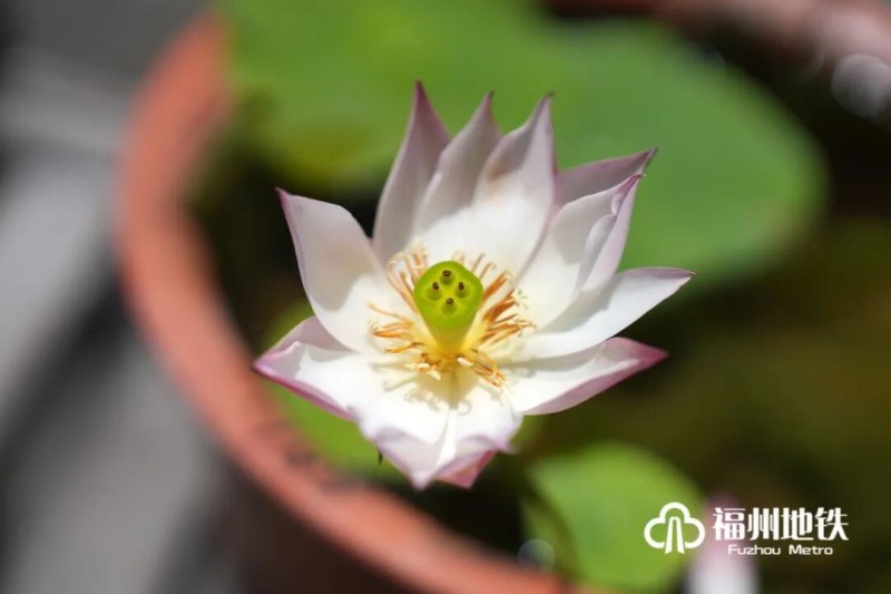 初夏时节，福州茶亭、金山等公园荷塘全面盛开，碧水繁花相映，构成城市夏日美景。