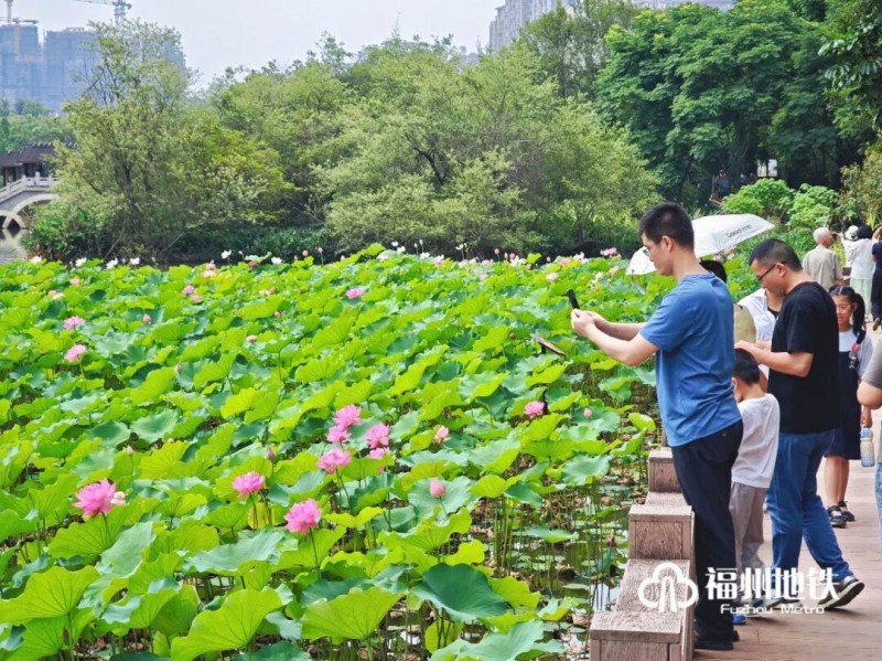 初夏时节，福州茶亭、金山等公园荷塘全面盛开，碧水繁花相映，构成城市夏日美景。