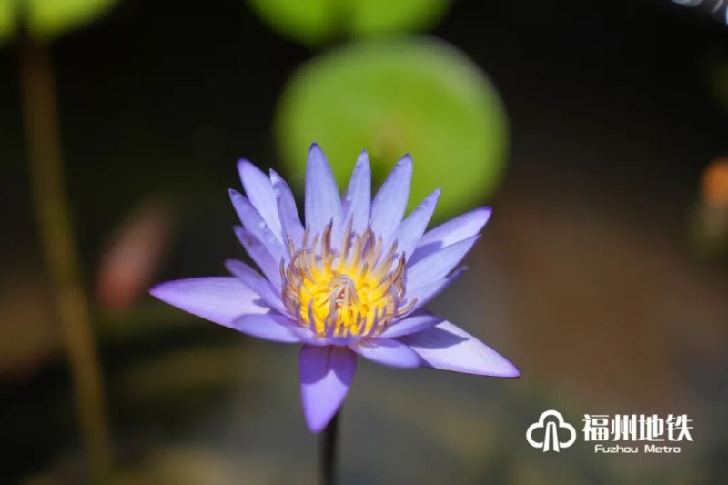初夏时节，福州茶亭、金山等公园荷塘全面盛开，碧水繁花相映，构成城市夏日美景。