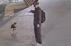 柴犬等主人下班时被男子射晕带走 嫌疑人已被抓获
