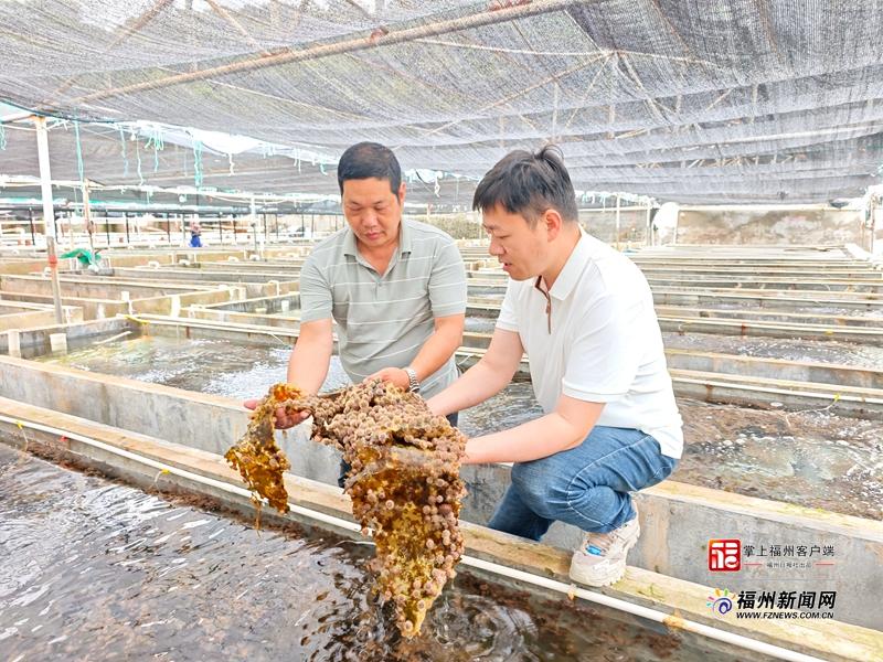 王为刚（右）指导养殖户林锋培育中间球海胆苗。记者 林文婧 摄