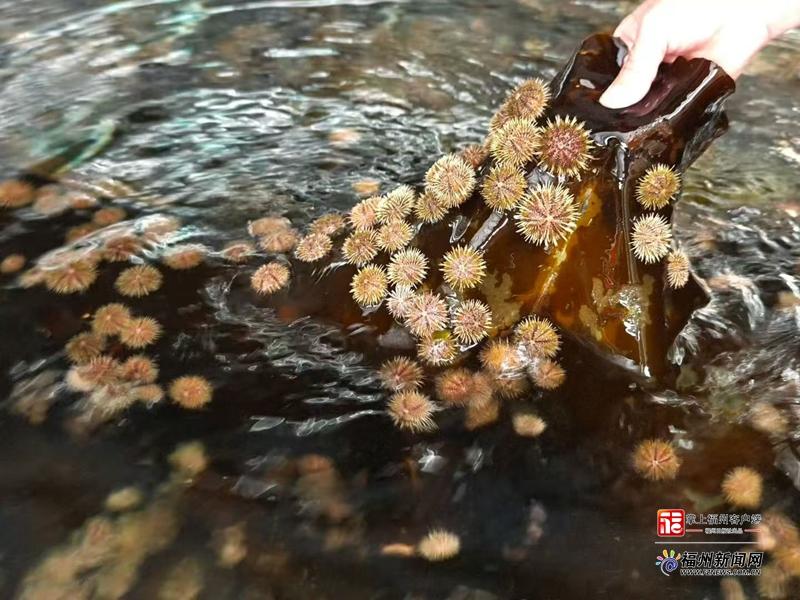 连江本土自主繁育的中间球海胆。连江县融媒体中心供图