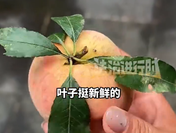 冲着新鲜叶子买桃 回家发现全是插的 有的叶子还插反了