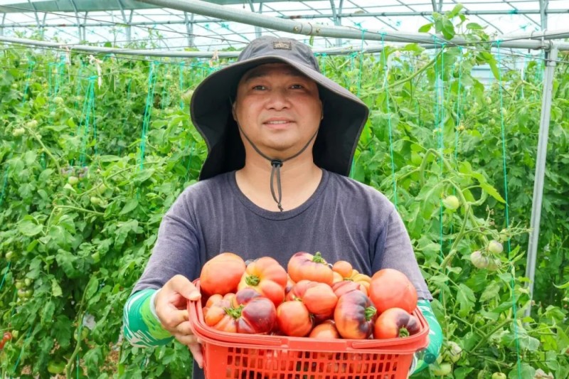 工人们正在垄间小心翼翼地用果剪采摘成熟的番茄。连江县融媒体中心供图
