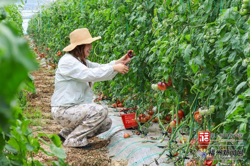番茄刚成熟便吸引了不少游客前来采摘火山番茄。连江县融媒体中心供图