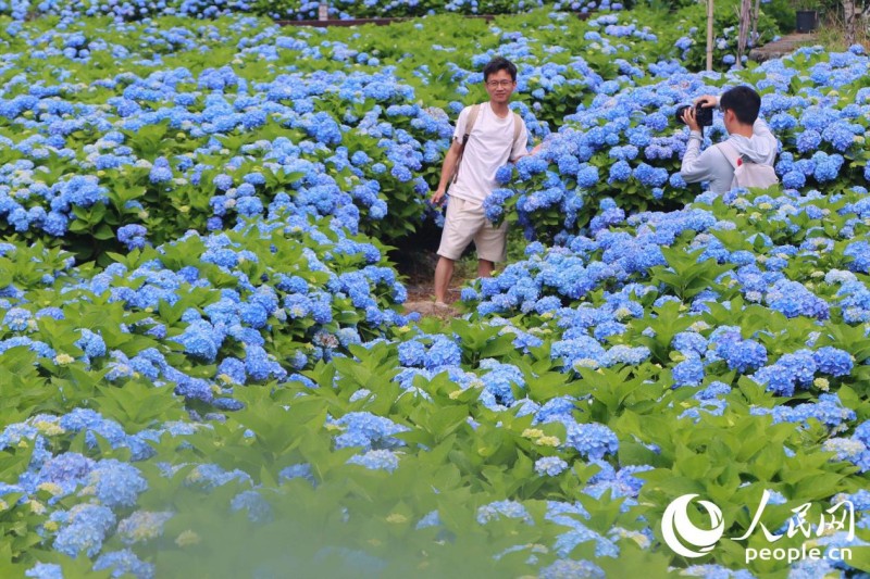 游人穿行花间，笑意盎然。人民网 林铭贤 摄
