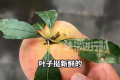 冲着新鲜叶子买桃 回家发现全是插的 有的叶子还插反了