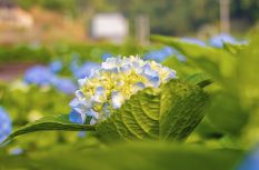 邂逅“无尽夏”——福州山谷的初夏来信