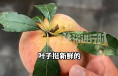 冲着新鲜叶子买桃 回家发现全是插的 有的叶子还插反了