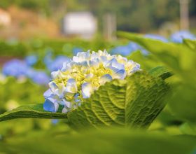 邂逅“无尽夏”——福州山谷的初夏来信
