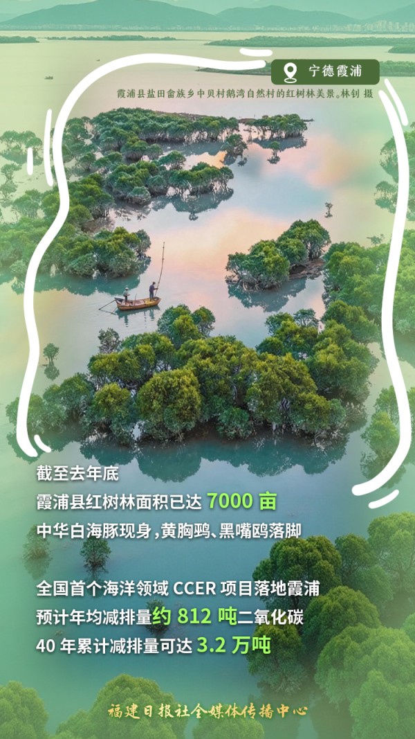 霞浦盐田海域，曾经被互花米草侵蚀的“绿色荒滩”，如今蝶变为生机勃勃的生态湿地。