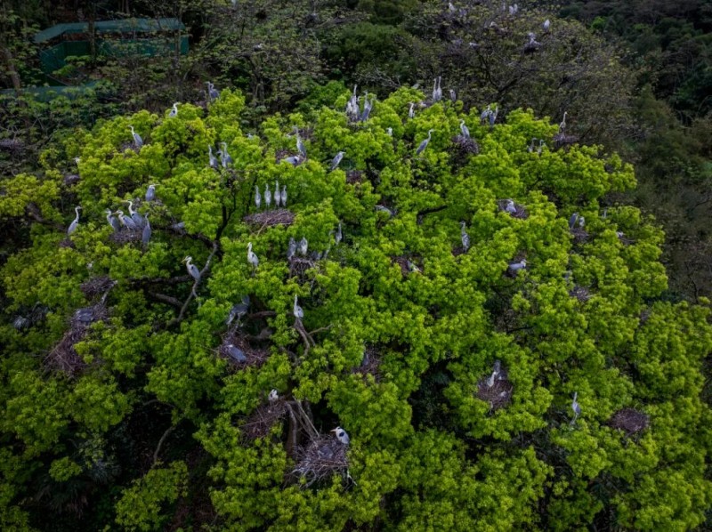 苍鹭之所以年复一年选择濂澳村，离不开当地村民世代以来的温柔守护。