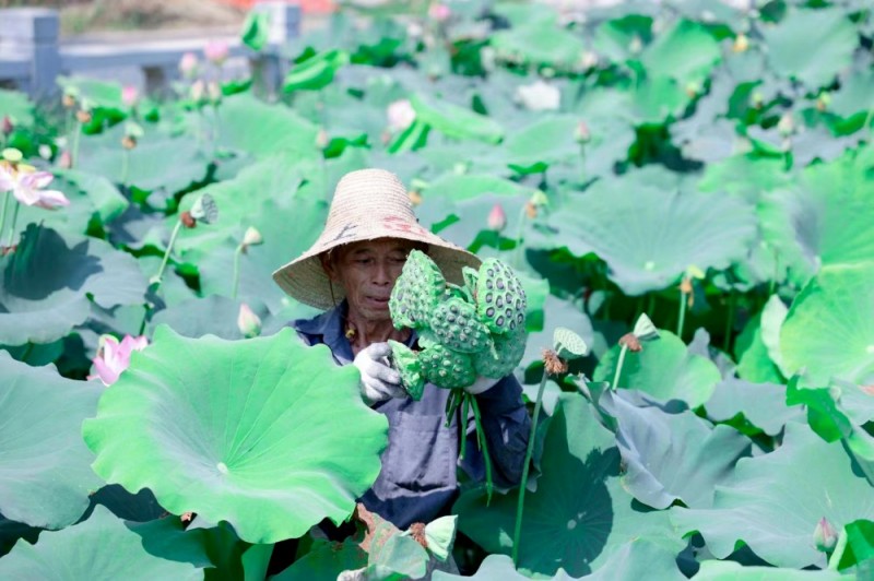 在建宁，农民们世代传承着选种的智慧。
