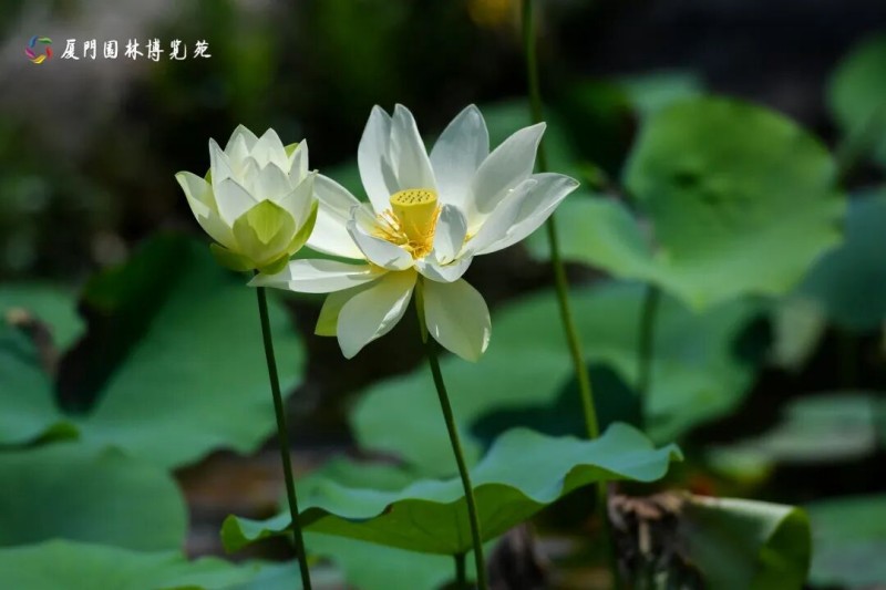 厦门园博苑的木化石园旁，成片的荷叶铺展在水面上，绿得鲜润。