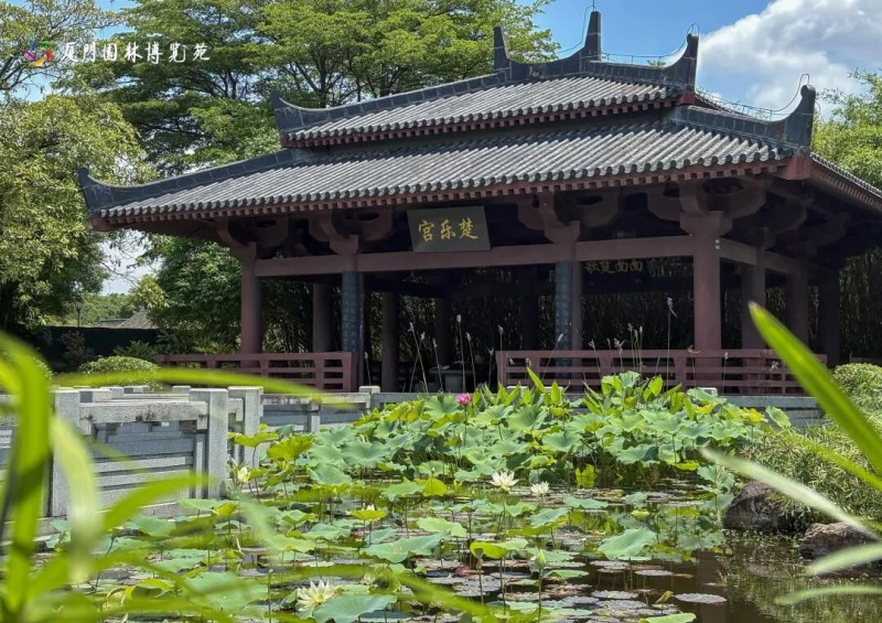 厦门武汉园的白莲素雅绽放，与楚乐宫的古韵相得益彰。