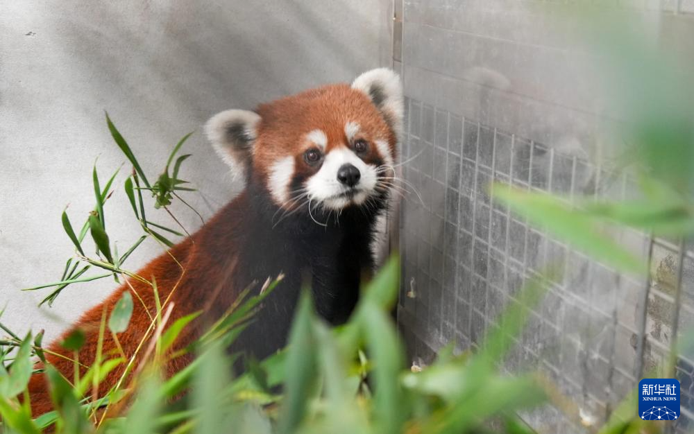 “双城论坛”再结硕果 上海动物园小熊猫顺利抵台