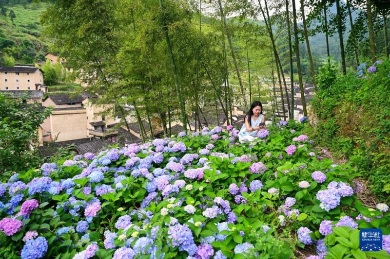 6月5日，游客在寿山村的绣球花种植园游玩拍摄。新华社记者 林善传 摄