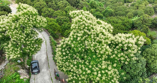 闽侯S211省道楹花盛放 山路变身山野花廊