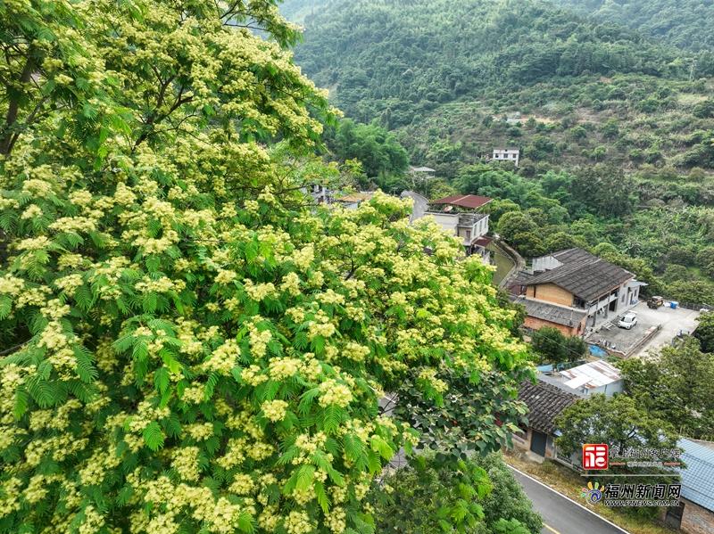 连日来，闽侯S211省道白沙镇往大湖乡沿线楹树迎来盛花期。记者 池远 摄