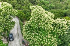 闽侯S211省道楹花盛放 山路变身山野花廊