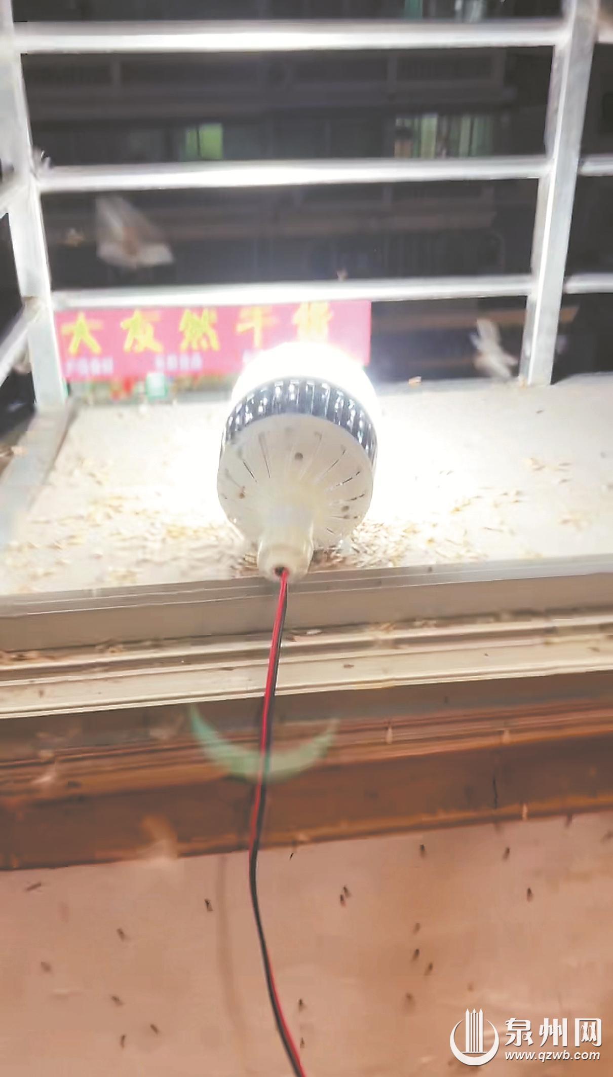 高温多雨 大水蚁频出没 提醒:科学防护减少蚁害