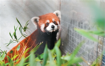 上海赠送的小熊猫抵达台北市立动物园