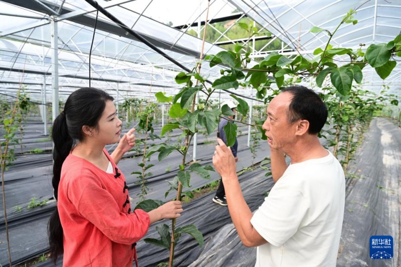 6月6日，邱桂敏（左）和乡村振兴特聘指导员倪亨代在屏南县柏源村的生态农业果蔬新品示范基地观察百香果的生长情况。新华社记者 林善传 摄