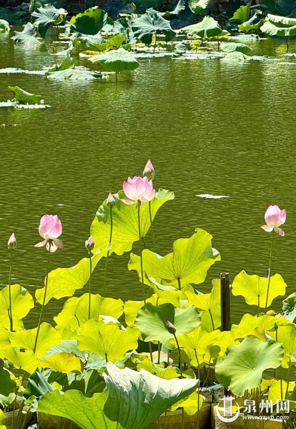 东湖公园盛开的观赏荷。（记者 张雯 摄）