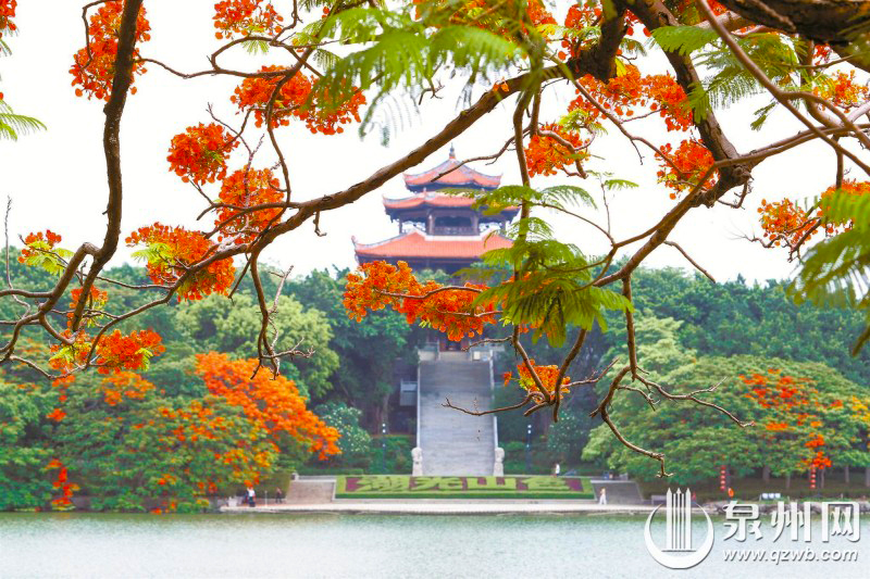 泉州西湖公园的凤凰花红焰灼灼，染遍一城初夏。（记者 庄丽祥 摄）