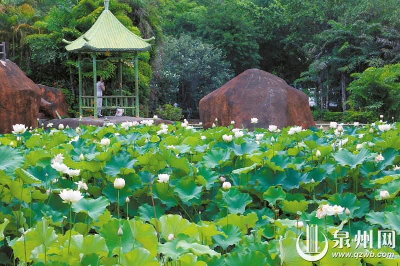 夏日来临，刺桐公园里的荷花竞相绽放。（记者 石树停 摄）