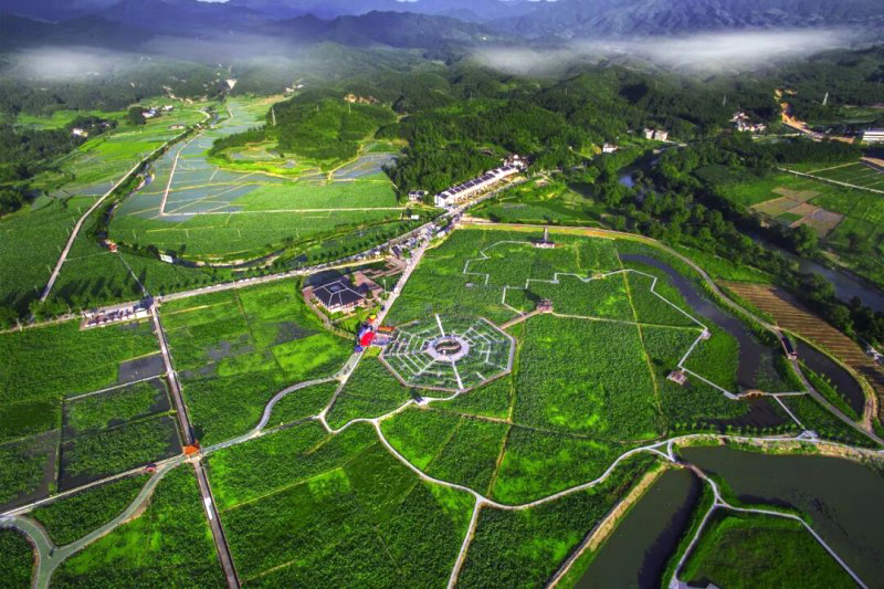 赏荷地点：建宁县均口镇修竹村修竹荷苑。

