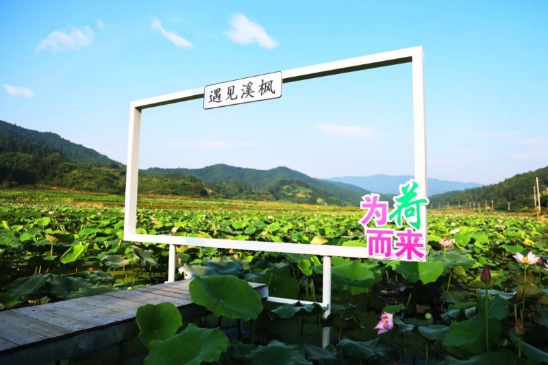 赏荷地点：建宁县溪口镇溪枫村百亩荷塘。