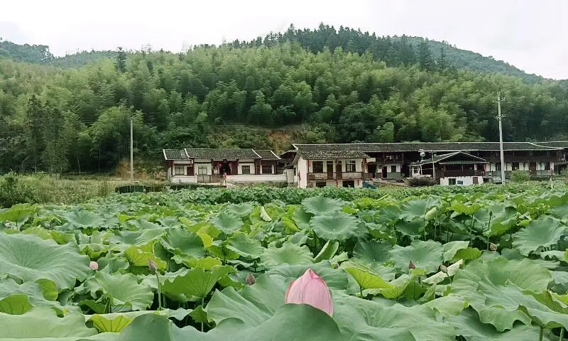 位于沙县区高桥镇黄溪坑村的小花猪趣味王国基地的15亩荷花次第绽放。