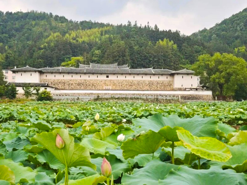 百亩荷田环抱着全国文保单位安贞堡，层层绿浪衬着夯土古建，红白荷花亭亭玉立。
